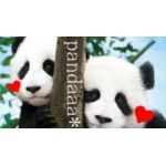 pandaaa*