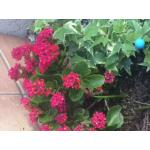 ミツバ＠３２８