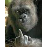 スーパーモンキー