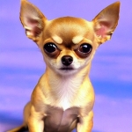 まーちゃんニコニコ支部