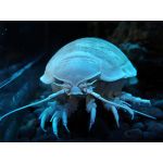 時々3人のハム王