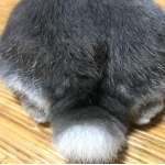 珠桜