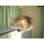 メロン食べたい