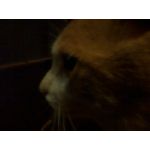 吾輩はぬこである