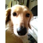 ﾌﾞﾗｯﾃﾞｨｱﾝﾄﾞﾛｲﾄﾞ