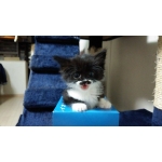 プリケツオイゲンちゃんパッツン