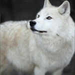 白オオカミ