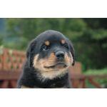 ぐれ（・へ・）