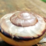 カタツムリの殻