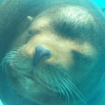 userPhoto