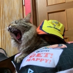 のいぬ
