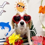userPhoto