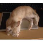 userPhoto