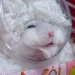 にな