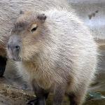 とむトムぶ～ん