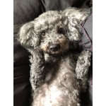 userPhoto