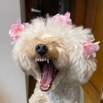 バサロ/バスター