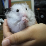 遊戯王ads よくあるfaq Adsデッキ情報局 あどますチャンネル ブロマガ