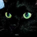 黒ネコ　　　　　　　　　▶▶▶▶