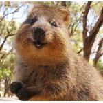 quokka