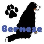 Bernese