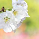 さくらさくさく