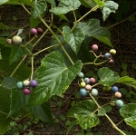 roulette［ルレット］