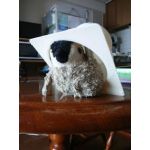 シゲジョーンズ