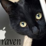 raven_sky