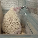 ハリネズミ大好き