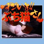 ぶち猫