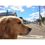 わたこう911