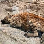 らーぴん