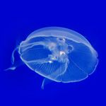 ミズクラゲ