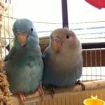 アヌビス神先駆者