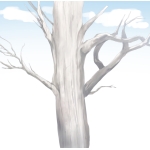 タハラ白樹