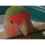 ヅラっち