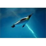 空飛びペンギン