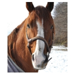 じゃっぴ@放生月毛