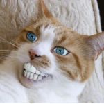 ニートになりたいはち