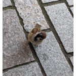 おやかた