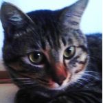 みたらしダンゴムシ