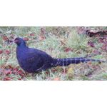 ただ╮(╯▽╰)╭エイ