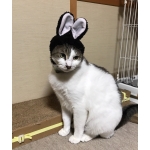 富田有行