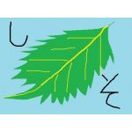 （・８・）しそ