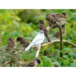 モモチョッキリ