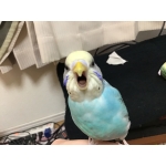 インコ！