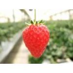 はちがつとーか