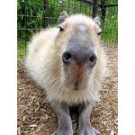 kapibara11