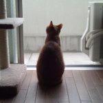Natsume_Cat